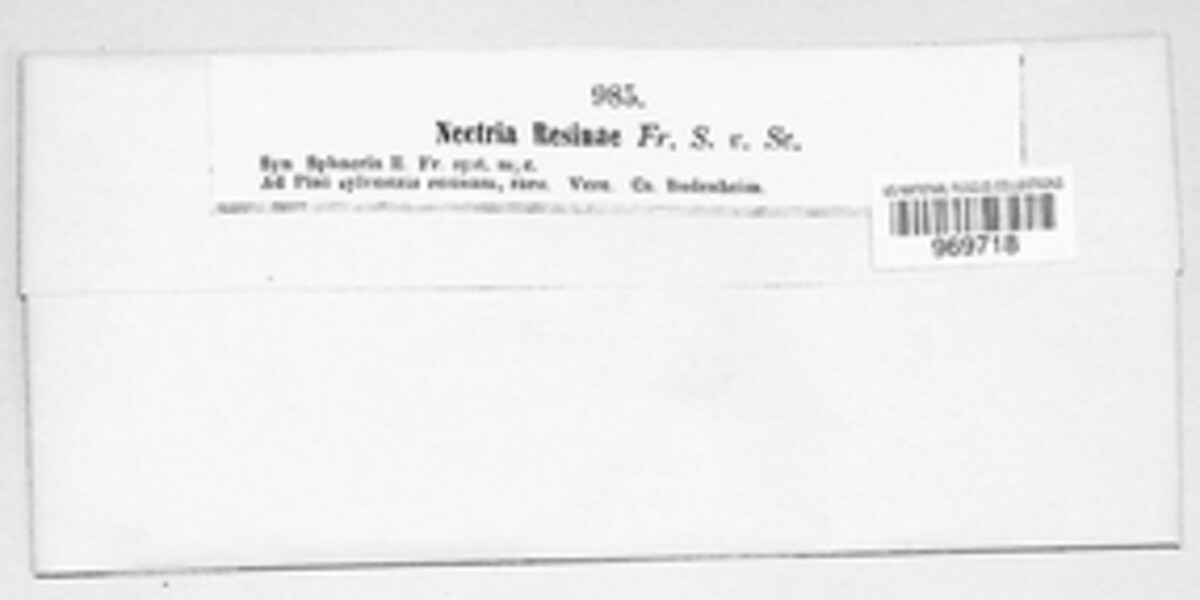 Nectria resinae image